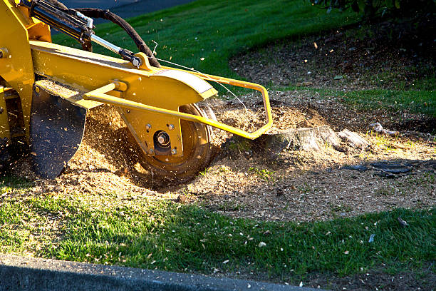 The Steps Involved in Our Tree Care Process in Glassboro, NJ